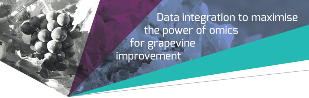 Data integration to maximise the power of omics for grapevine improvement